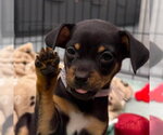 Small Chihuahua Mix