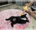 Small Photo #19 Miniature Australian Shepherd Puppy For Sale in TERRELL, TX, USA