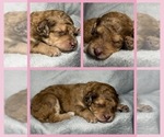 Puppy Dahlia Goldendoodle