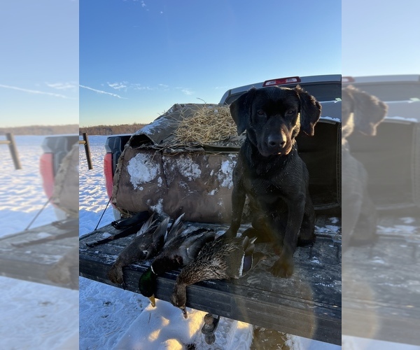 Medium Photo #1 Labrador Retriever Puppy For Sale in COOKEVLE, TN, USA
