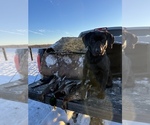 Small Photo #1 Labrador Retriever Puppy For Sale in COOKEVLE, TN, USA
