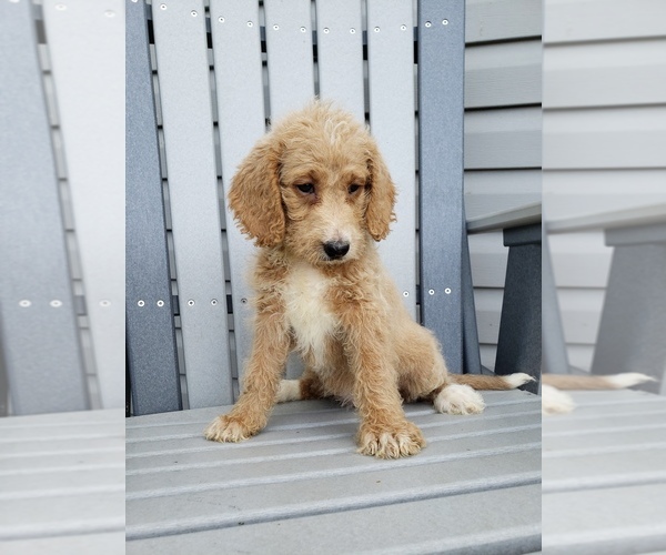 Medium Photo #5 Labradoodle Puppy For Sale in EDINA, MO, USA