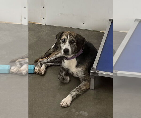 Medium Photo #2 Catahoula Leopard Dog-Unknown Mix Puppy For Sale in Mountain View, AR, USA