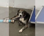 Small #1 Catahoula Leopard Dog Mix