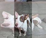 Small #3 Miniature Bull Terrier