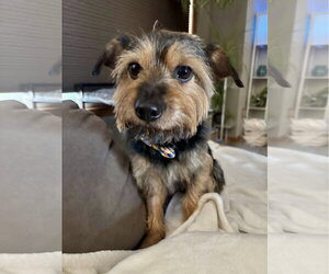 Mutt Dogs for adoption in St. Louis Park, MN, USA