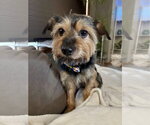 Small Mutt