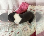 Small #4 Boston Terrier