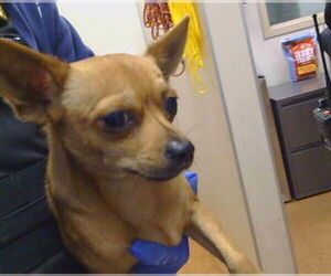 Chihuahua Dogs for adoption in Sacramento, CA, USA