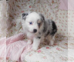 Miniature Australian Shepherd Puppy for sale in HARRISON, OH, USA
