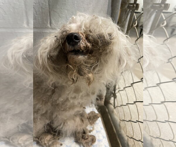 Medium Photo #3 Mal-Shi Puppy For Sale in Kewanee, IL, USA
