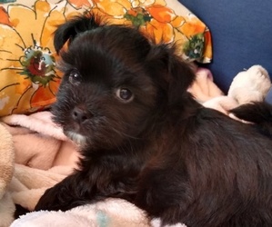 Shih Tzu Puppy for sale in SALINEVILLE, OH, USA