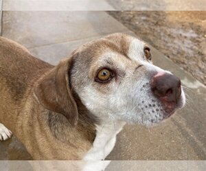 Max Lucas - - Male Beagle Dog for Adoption - Photo #9