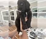Small Photo #76 Aussiedoodle Puppy For Sale in LONGWOOD, FL, USA