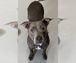 Small American Staffordshire Terrier-Staffordshire Bull Terrier Mix