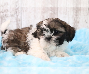 Shih Tzu Puppy for sale in SHILOH, OH, USA