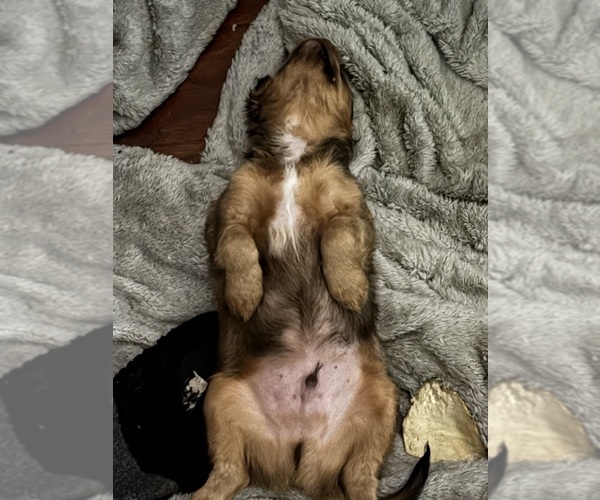 Medium Photo #19 Cavachon Puppy For Sale in OLYMPIA, WA, USA