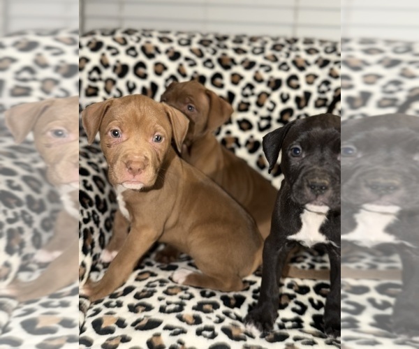 Medium Photo #15 American Pit Bull Terrier Puppy For Sale in DETROIT, MI, USA