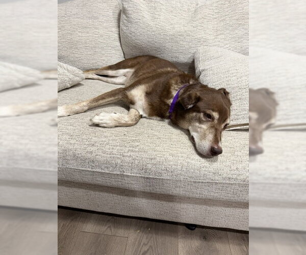 Medium Photo #8 Siberian Husky-Unknown Mix Puppy For Sale in Crete, IL, USA