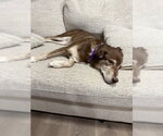 Small Photo #8 Siberian Husky-Unknown Mix Puppy For Sale in Crete, IL, USA