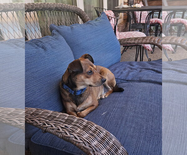 Medium Photo #3 Rat Terrier-Unknown Mix Puppy For Sale in Oakhurst, NJ, USA