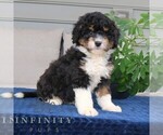 Small #2 Bernedoodle (Miniature)
