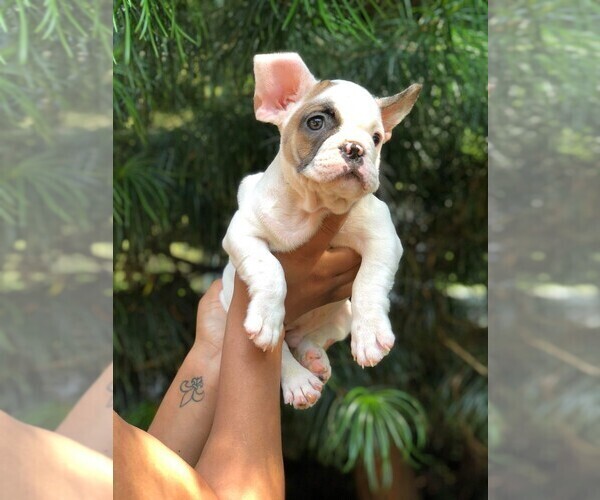 Medium Photo #2 French Bulldog Puppy For Sale in READING, PA, USA