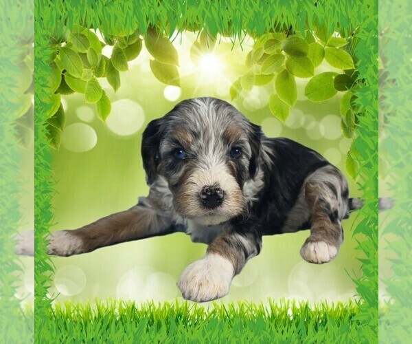 Medium Photo #13 Bernedoodle (Miniature) Puppy For Sale in BLACK FOREST, CO, USA