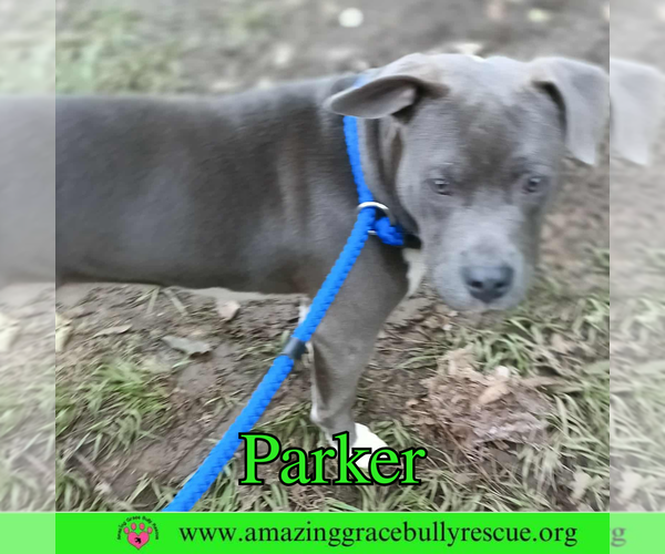 Medium Photo #7 American Bulldog-Unknown Mix Puppy For Sale in Pensacola, FL, USA