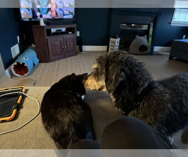 Medium Photo #4 Aussiedoodle Puppy For Sale in Landenberg, PA, USA