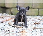 Small Photo #9 French Bulldog Puppy For Sale in LAWRENCEVILLE, GA, USA