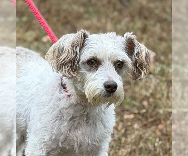 Medium Photo #1 Miniature Schnauzer-Unknown Mix Puppy For Sale in Yardley, PA, USA