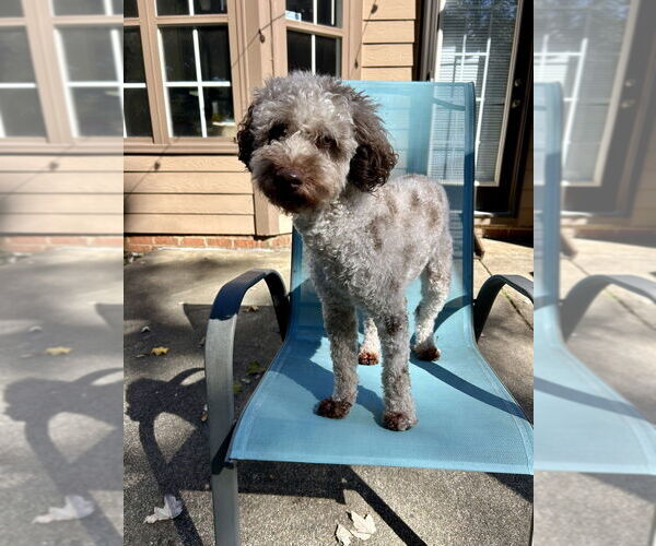 Medium Photo #1 Poodle (Miniature)-Unknown Mix Puppy For Sale in Raleigh, NC, USA