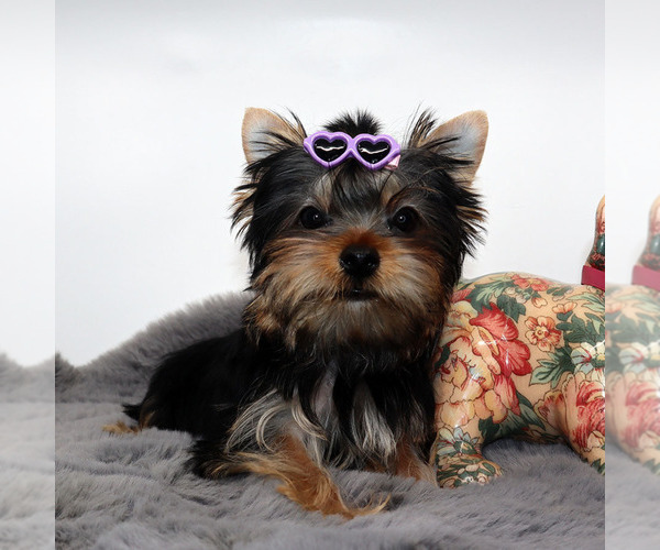 Medium Photo #1 Yorkshire Terrier Puppy For Sale in LOS ANGELES, CA, USA