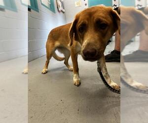 Labrador Retriever-Unknown Mix Dogs for adoption in Waco, TX, USA