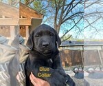 Puppy Male 1 Labrador Retriever