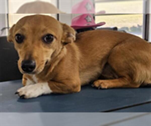 Medium Photo #1 Dachshund-Unknown Mix Puppy For Sale in Temple, TX, USA