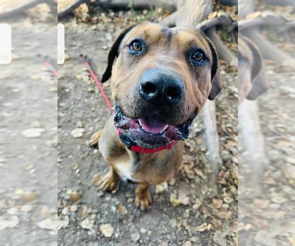 Medium Photo #1 American Pit Bull Terrier-Doberman Pinscher Mix Puppy For Sale in Santa Barbara, CA, USA