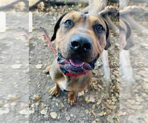 American Pit Bull Terrier-Doberman Pinscher Mix Dogs for adoption in Santa Barbara, CA, USA
