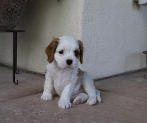 Medium Cavapoo