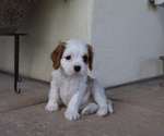 Puppy Rosie Cavapoo