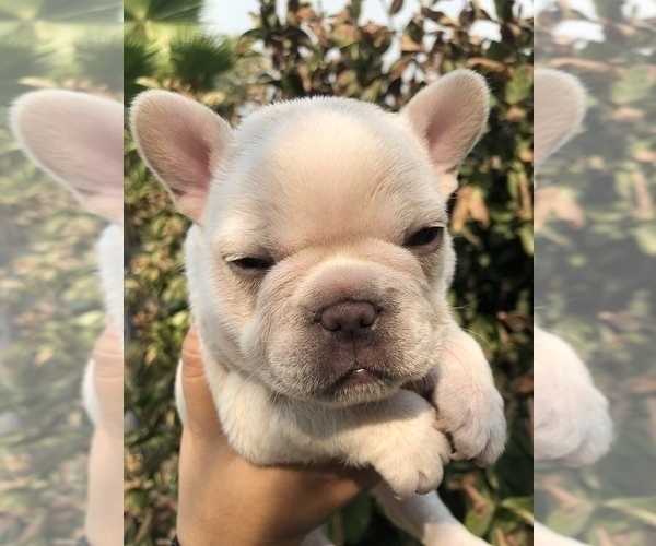 Medium Photo #4 French Bulldog Puppy For Sale in HESPERIA, CA, USA