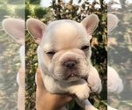 Small Photo #4 French Bulldog Puppy For Sale in HESPERIA, CA, USA
