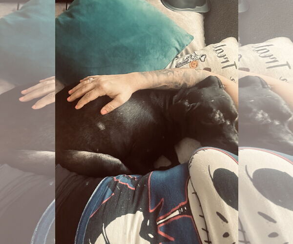 Medium Photo #6 Labrador Retriever-Unknown Mix Puppy For Sale in Orlando, FL, USA