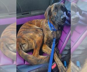 Plott Hound Dogs for adoption in Fort Lauderdale, FL, USA