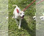 Small #1 Labrador Retriever Mix