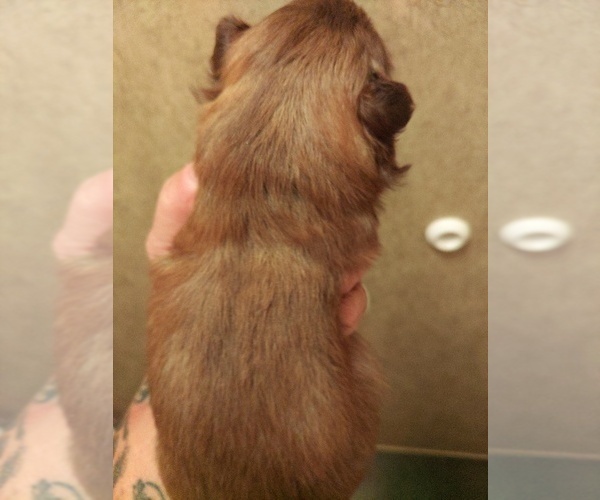 Medium Photo #2 Shih Tzu Puppy For Sale in FANNING SPGS, FL, USA
