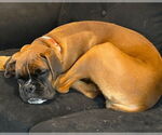 Small #1 Boxer
