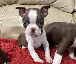 Boston Terrier Puppy for sale in CHARLOTTESVILLE, VA, USA