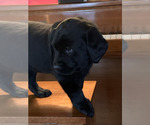 Litter of 8 - Male(s) and Female(s) Labrador RetrieverLitter of Puppies for Sale - Photo #3